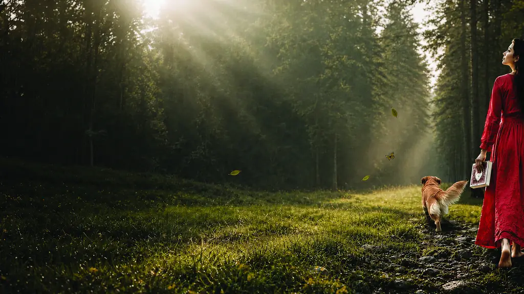 Sunlight falling through tall trees onto a woodland path